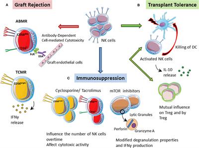 The Role of Natural Killer Cells in the Immune Response in Kidney Transplantation